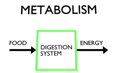 Pro-Metabolic Eating